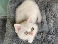 SİLVER British shorthair cinsi yavrumuza yuva arıyoruz