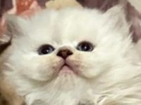 Golden tabby ve british short-longhair yavrularımız