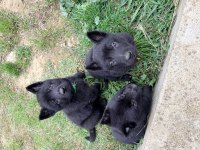 Solid Black Alman Çoban Köpeği