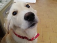 6 aylık dişi golden retriever