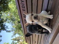 Denizli French bulldog yavrular