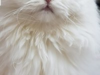 British longhair silver
