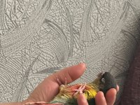 FULL EVCİL KONUR PAPAĞANI