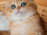 Altın Portakal Golden Scottish Fold 