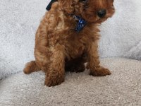 Bebek yüzlü toy poodle yavru