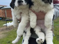 St bernard yavrular
