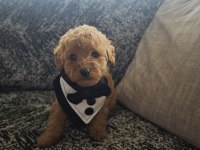 Toy Poodle Erkek Kuyruksuz