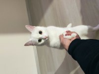 Sevimli kızımıza yeni ev arıyoruz kedimize