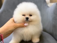 Show kalite ayı surat pomeranian yavrularımız