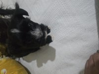 Tüysüz çin köpeği yorki mix tüy dökmez anne baba 3 kg