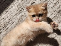 British Shorthair Golden Ay12