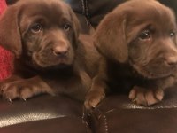 CHOCOLATE LABRADOR RETRİEVER YAVRULARI