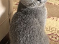 Scottish fold kedim