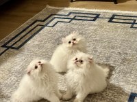Birinci Sınıf British Longhair Bebeklerimiz