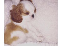 Muhteşem cavalier king charles erkek son yavru