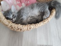Bu british longhair misss çocuk kaçmaz