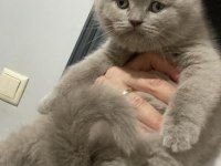 Lilac renk ve gri renk ayı kafa british shorthair bebekler