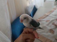 Full Evcil Sevda Papağanı