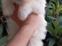 Maltese terrier yavrumuz