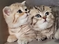 Scottish British Tabby Bebekler