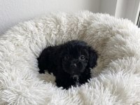 Teacup black poodle