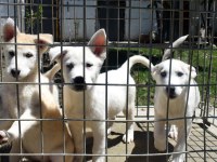 Beyaz Husky Yavrularımız