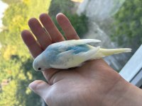 Renk güzeli yavru muhabbet kuşlar