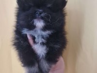 Çok tatlı henüz yavru aşılı pomeranian