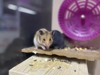 Bize Ulaşın HAMSTER ADRESİNE GELSİN