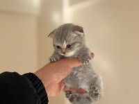 Dişi Erkek Scottish Fold Bebekler