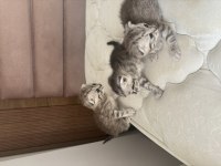 Scottish fold mearbel cins