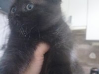 Scottish fold ve british yavru
