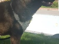 Safkan dişi Amerikan Akita
