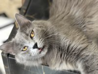 British longhair dişi