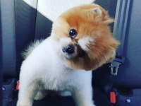 Yavru Ve Yetişkin A Kalite Pomeranian