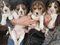 A Klas Beagle Yavruları