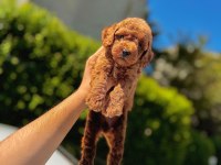 ŞAHANE TOY PODDLE(KÜTAHYA EXUMA PET CENTER)