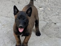 A Kalite Erkek Dişi Belçika Malinois Yavrular