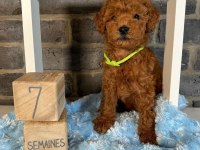 GÜZELLİK ABİDESİ POODLE BEBEKLERİMİZ