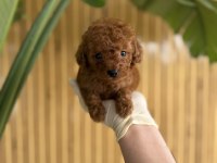 Toy Poodle Yavrular Referans Yavru