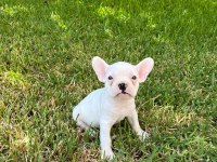 Kalite Tesadüf Değildir French Bulldog Yavrularımız