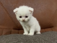 Safkan Beyaz Scottish Fold Yavru