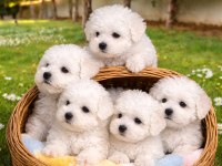 Kıvır Kıvır Gerçek Orjinal Bichon Frise Sadece Bizde