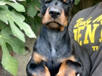 A ŞECERELİ DOBERMAN