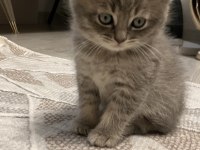 45 Günlük Gri Erkek Yavru British Shorthair
