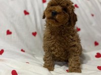Toy poodle red brown yavrularımız