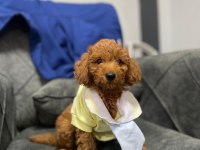 0 numara red Toy Poodle yavru