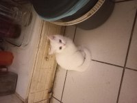 Çok tatlı british shorthair beyaz mavi gözlü