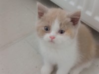 Cattery'den Full secereli calico british longhair dişi