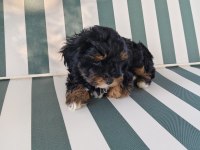 ORJİNAL MALTİPOO YAVRULAR